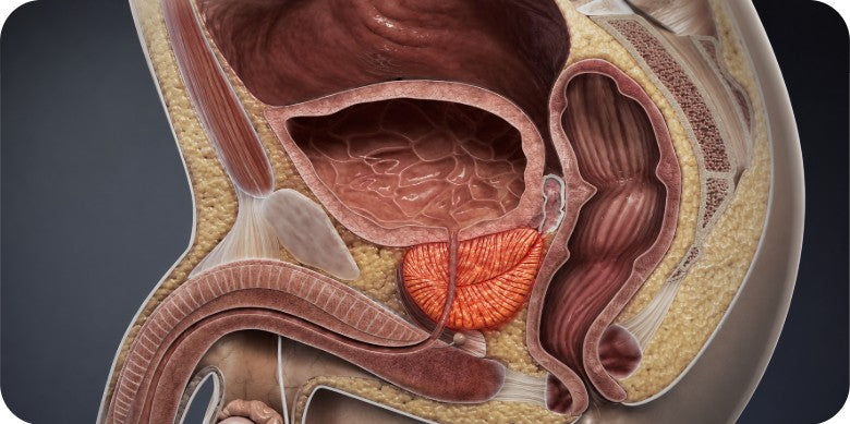 La prostate et la vessie